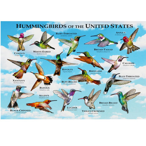 Hummingbird of The United States 300 Piece Puzzle